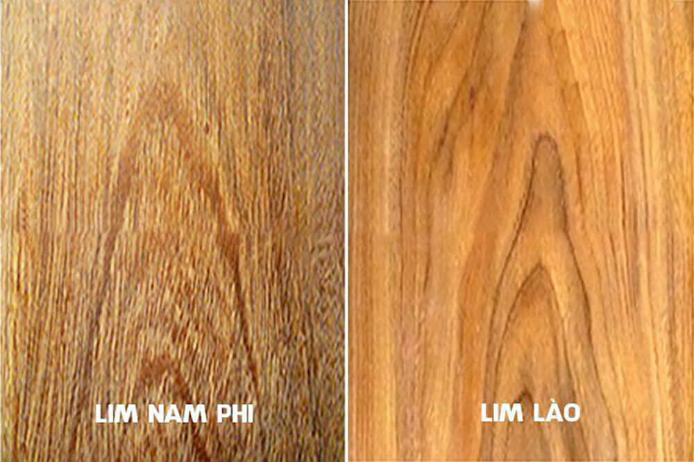 Cách phân biệt nhanh: Lim Lào vs. Lim Nam Phi Cách phân biệt nhanh: Lim Lào vs. Lim Nam Phi