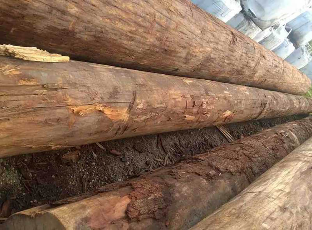 Gỗ sến bao nhiêu tiền một khối?